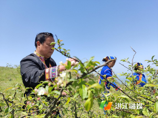 龙船塘瑶族乡高山野生苦丁茶让村民的生活甜起来